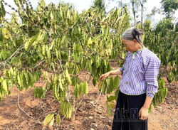 Ao hồ trơ đáy, vùng trọng điểm cà phê Đắk Nông lâm nguy
