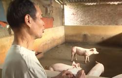 Lo Việt Nam phải nhập siêu sản phẩm chăn nuôi trong 3-5 năm tới