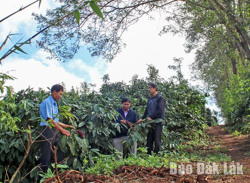 Krông Năng chủ động phòng, chống hạn