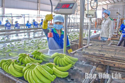 Doanh nghiệp chủ động vượt qua thách thức