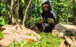 Giá tiêu liên tục tăng khi sản lượng giảm