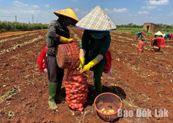 Nguồn cung nông sản dồi dào sau Tết