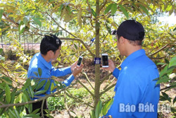 Số hoá hơn 8.000 cây sầu riêng tại huyện Krông Búk