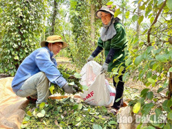 Huyện Cư Kuin: Thắt chặt an ninh mùa thu hoạch hồ tiêu