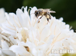 Mật ngọt mùa hoa cà phê