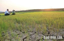 Huyện Lắk: Dự trù hơn 963 triệu đồng kinh phí chống hạn