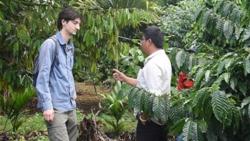 Điều tra sinh vật gây hại gây bệnh chết nhanh trên cây tiêu