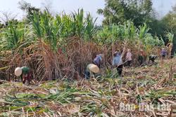 Huyện M’Drắk: Nông dân sốt ruột vì thu hoạch mía chậm