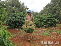 Cái "bẫy" từ giá nông sản tăng đột biến