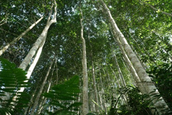 Thách thức khi tham gia thị trường tín chỉ carbon