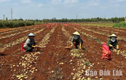 Hướng đi mới từ liên kết sản xuất khoai tây
