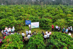 Đắk Nông và hành trình hướng tới nông nghiệp xanh