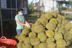 Đắk R'lấp xây dựng vùng trồng đạt chuẩn xuất khẩu