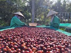 Nỗ lực xuất khẩu cà phê đạt 5 tỉ USD