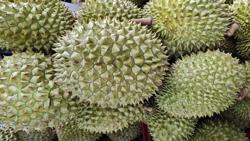 Vì sao 30 lô sầu riêng xuất khẩu bị Trung Quốc cảnh báo?