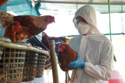 Cúm A/H5N1 có thể lây từ người sang người?