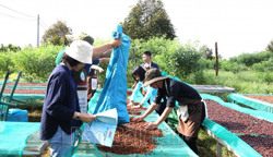 Có 145 mẫu cà phê tham gia Cuộc thi “Cà phê đặc sản Việt Nam 2024”