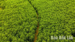 Đẩy nhanh tiến độ chuyển mục đích sử dụng rừng thực hiện cao tốc Khánh Hòa - Buôn Ma Thuột