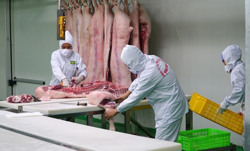 Giá lợn hơi phục hồi, người nuôi có lãi