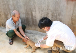Phòng, chống bệnh dại chó, mèo: Cần nâng cao nhận thức của người dân