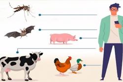 Tăng cường phòng, chống các bệnh lây truyền từ động vật sang người