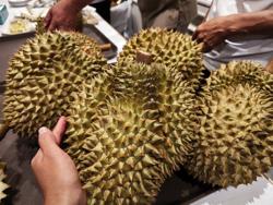 Thêm một loại sầu riêng sắp được xuất khẩu sang Trung Quốc