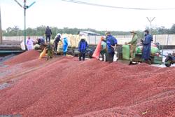 Nỗ lực xuất khẩu cà phê đạt 5 tỉ USD: Hướng tới kỷ lục mới