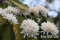 Trong hương sắc hoa cà phê cao nguyên