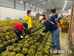 Huyện Krông Búk: Tái cơ cấu nông nghiệp để phát triển bền vững