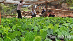 Thoát nghèo với mô hình trồng rau bò khai