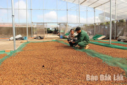 Thị trường các nước Hồi giáo: Cơ hội lớn cho hợp tác xã nông nghiệp Đắk Lắk