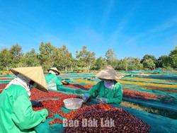 Cà phê đặc sản trước thách thức biến động giá