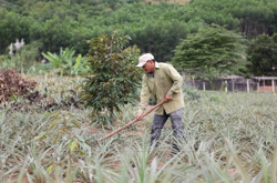 Vươn lên làm giàu từ cây dứa