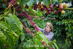 Nỗi lo khi cà phê tăng giá