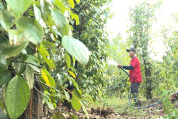 Nông dân Đắk R’lấp ổn hơn nhờ hồ tiêu hữu cơ