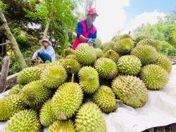 Được mùa, được giá nhưng phải lo xa