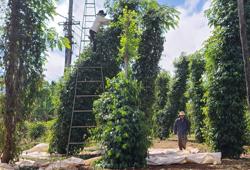 Thu hoạch tiêu, nghề nguy hiểm