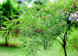 Điều chế viên nén bao phim chứa cao chiết toàn cây đinh lăng