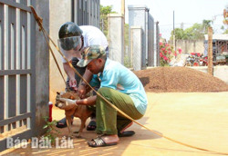 Huyện Krông Pắc: Triển khai tiêm miễn phí 1.500 liều vắc xin phòng bệnh dại cho chó, mèo