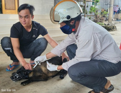 Thực hiện nghiêm các biện pháp cấp bách phòng, chống bệnh dại trên động vật