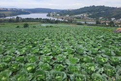 Nông dân vùng biên giới Tuy Đức thu tiền tỷ từ cây ngắn ngày