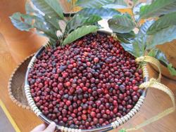 Giá cà phê liên tục lập kỷ lục, nông dân ngủ mơ cũng thấy cà phê tăng giá