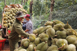 Ngành rau quả tìm cách mở rộng thị trường