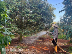 Phục hồi sầu riêng sau thu hoạch