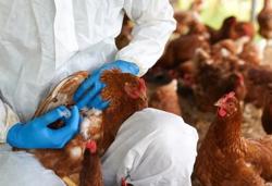 Tỷ lệ tiêm phòng vacxin rất thấp, Bộ NN-PTNT chỉ đạo nóng