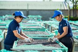 Doanh nghiệp cà phê xoay xở trong bão giá