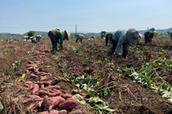 Khoai lang rớt giá, nông dân Đắk Nông lỗ nặng