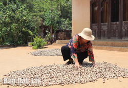 Nỗi lo giá điều liên tục giảm