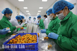 Giá nông sản tăng, càng cần chú trọng chuỗi cung ứng