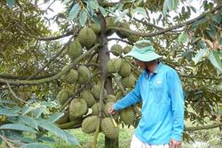 Sầu riêng sụt giá mạnh